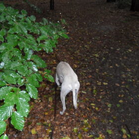 naar het bos