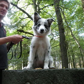 In het bos
