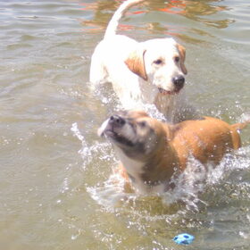 Lucky en Lana (zij voedt lucky mee op)