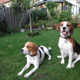Tjibbe (Teefje) en Baco(reu) in de achter tuin genieten van het…