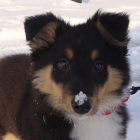 Mijn kleine sneeuwschuiver