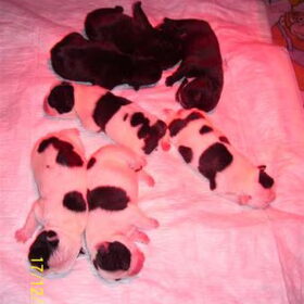 Ons nestje prachtige pups, geboren op 16 december 2007.
