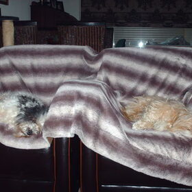 Hondenfoto van liesbeth,Turbo,Luna, Levi en Faith