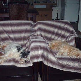 Hondenfoto van liesbeth,Turbo,Luna, Levi en Faith