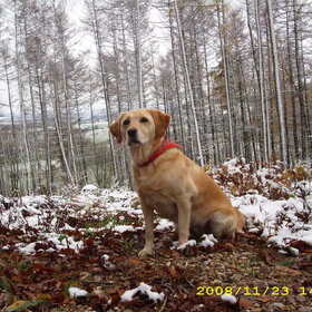 Lekker de hele zondag 5 uur lang wandelen door de bossen!
