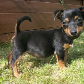 Dit is onze lieve pup Sascha. Zij is een Black & Tan Jack Russell