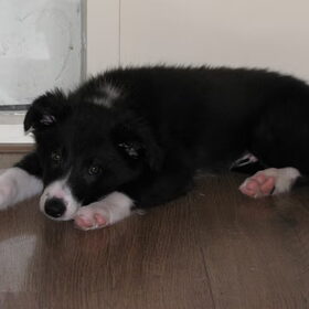 Zaza 12 weken.