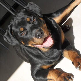 Hondenfoto van Hannie met Beer en Chelsea