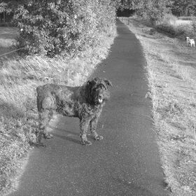 Hondenfoto van liesbeth,Turbo,Luna, Levi en Faith