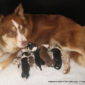 Yes de pups zijn geboren! op 17 sep