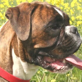 Imrah, de boxer die tijdelijk bij ons heeft gewoond.