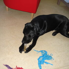 Hondenfoto van gj rocky labradors 
