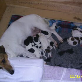 Hondenfoto van nelly07