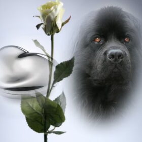 Hondenfoto van .....