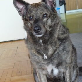 Laika met een keting om.