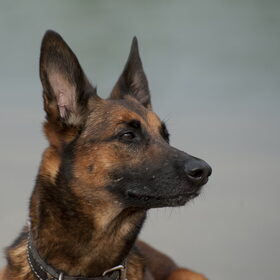 Hondenfoto van De Mecheltjes clan