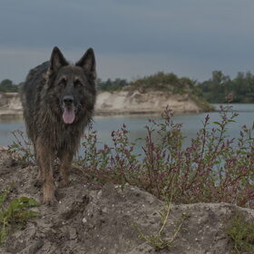 Hondenfoto van De Mecheltjes clan