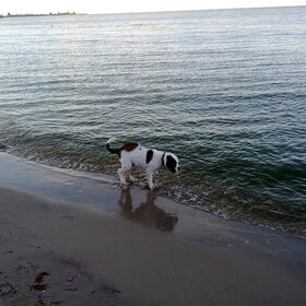 gek op 't strand...lekker rennen en soms het water in!!
