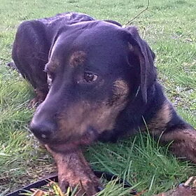 Mijn moppie labrador rotweiler mix
