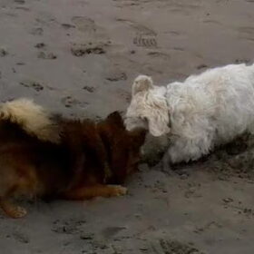 Heerlijk, de honden mogen weer op het strand!