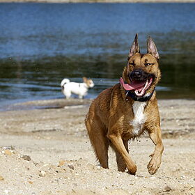 Hondenfoto van Hetty & Skipper