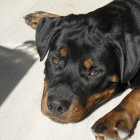 Hondenfoto van Hannie met Beer en Chelsea