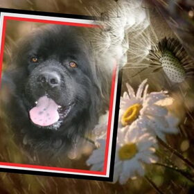 Hondenfoto van .....