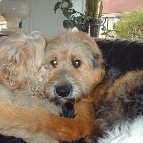 Hondenfoto van liesbeth,Turbo,Luna, Levi en Faith