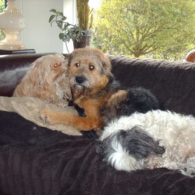 Hondenfoto van liesbeth,Turbo,Luna, Levi en Faith