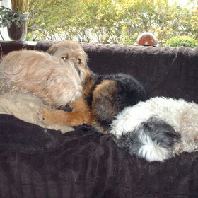Hondenfoto van liesbeth,Turbo,Luna, Levi en Faith