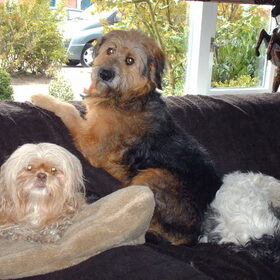 Hondenfoto van liesbeth,Turbo,Luna, Levi en Faith