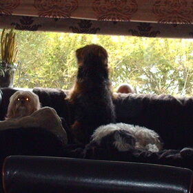 Hondenfoto van liesbeth,Turbo,Luna, Levi en Faith