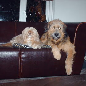 Hondenfoto van liesbeth,Turbo,Luna, Levi en Faith