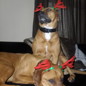 Mooi kerstkaart van Prada & Guapo..