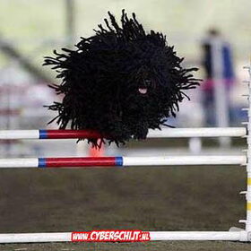Flying Puli!
