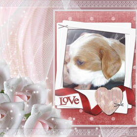 Hondenfoto van leony met Binky