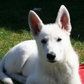 Hier is Snow 3,5 maanden