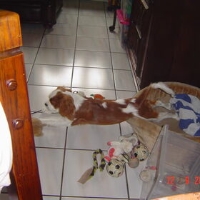 Hondenfoto van leony met Binky