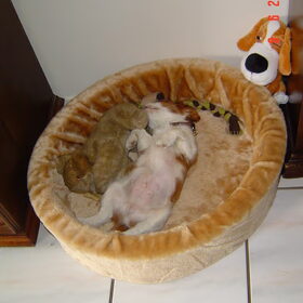 Hondenfoto van leony met Binky