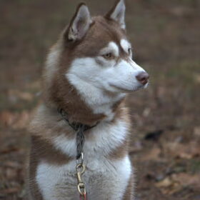 Free Spirit, onze Benjamin, een echte dondersteen, superlief…