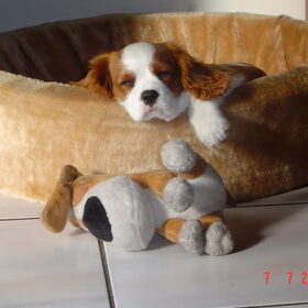 Hondenfoto van leony met Binky