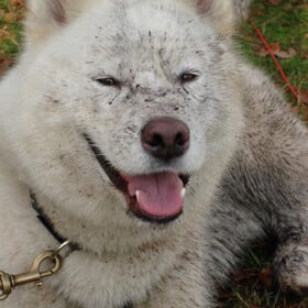Troy, onze 2e leidhond, die het ook goed doet in wheel…