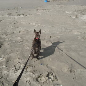 Hondenfoto van Jen & Rocky