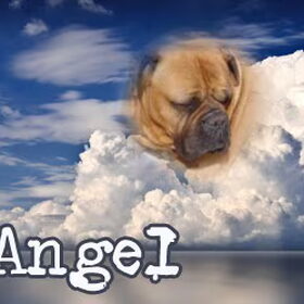 Hondenfoto van leony met Binky