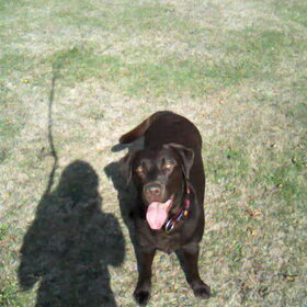 Dit is Joy een Labrador Retriever van 3 jaar. Ze is heel lief en…