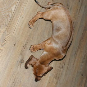 Jason, hier is zijn Ridgeback - duidelijk te zien!