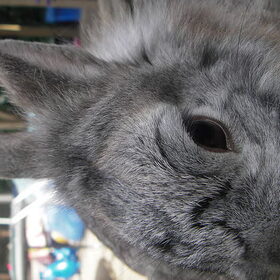 dit is stamper joy's beste vriendje
