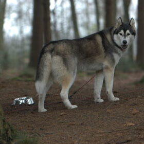 Euriah, een beresterke hond, die het liefste in wheel of swing…