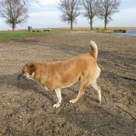 deze hond met nog maar 3 pootjes is gered door een vrijwilliger…