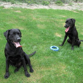 poeh wat is het warm...Max en Bruce(rechts)